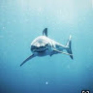 Meet your Posher, Tazaraz